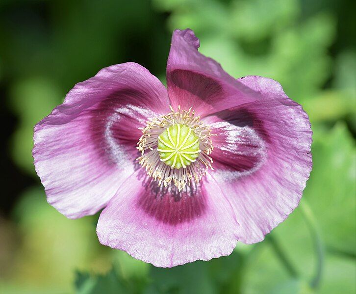 File:Papaver somniferum 2022.jpg