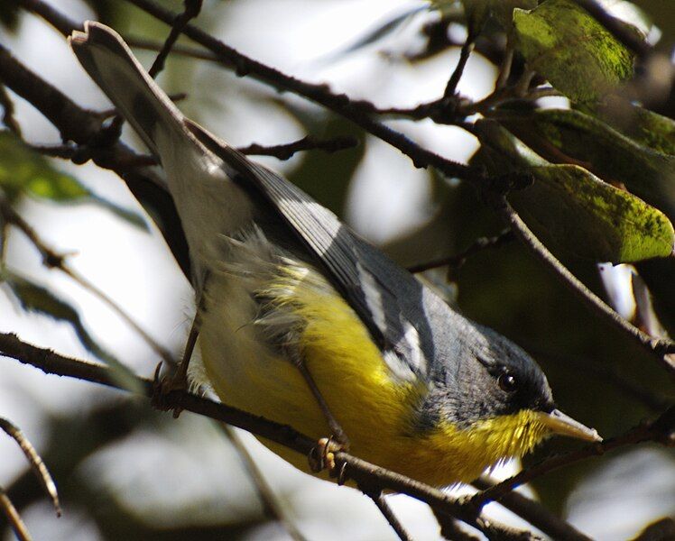 File:Parula pitiayumi PITIAYUMI.jpg