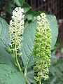 Phytolacca acinosa young fruits