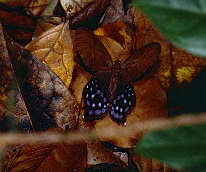 File:Pierella hyalinus Guyane.png