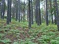 Troodos black pines are 3,000 years old