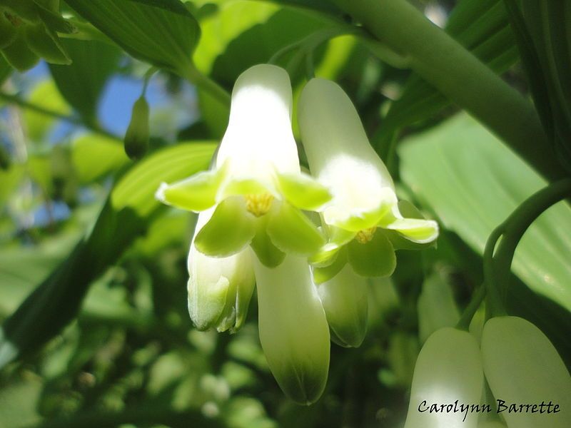 File:Polygonatum pubescens (Liliaceae).JPG