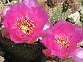 Prickly pear blossoms