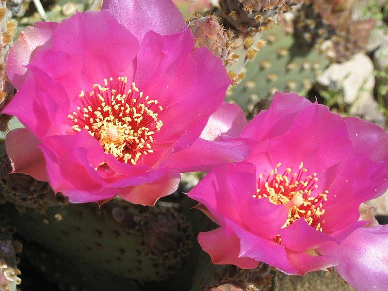 File:Prickly Pear Blossoms.jpg