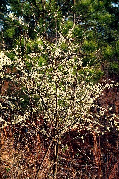 File:Prunus umbellata UGA1120566.jpg