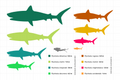 New size chart