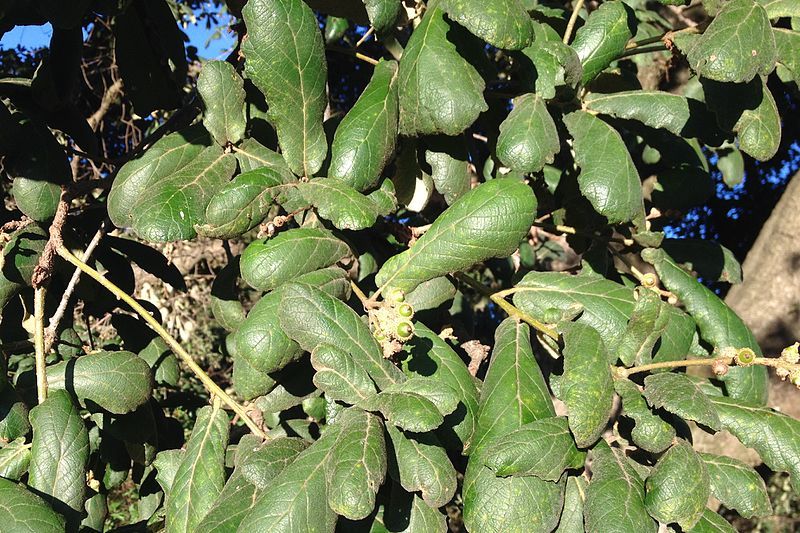 File:Quercus rugosa (detail).jpg