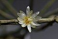 Rhipsalis neves-armondii forma neves-armondii (yellow stamen)