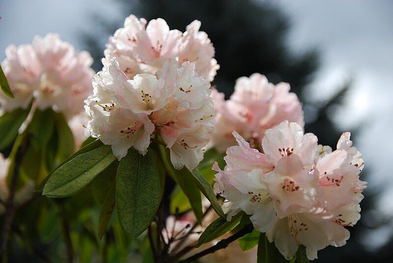 File:Rhododendron 'Tilly Aston'.jpg