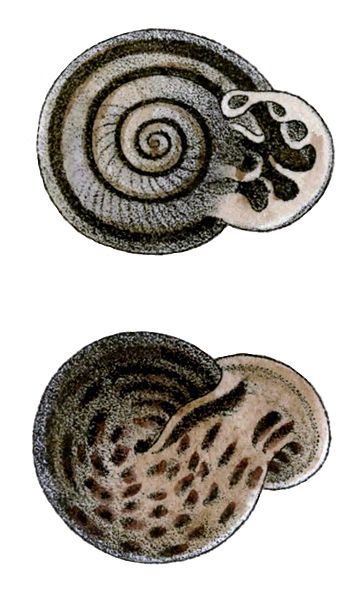 File:Ringicella carinatum shell.jpg