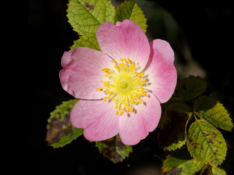 File:Rosa canina .jpg