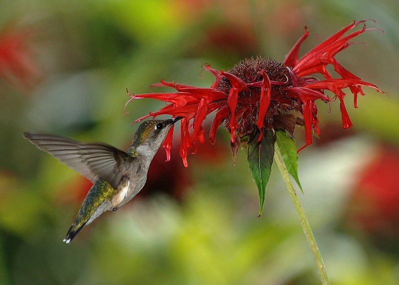 File:RubyThroatedHummingbird(Crop).jpg