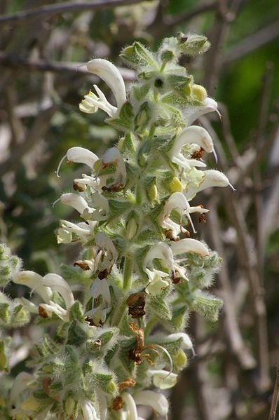 File:Salvia dominica.jpg