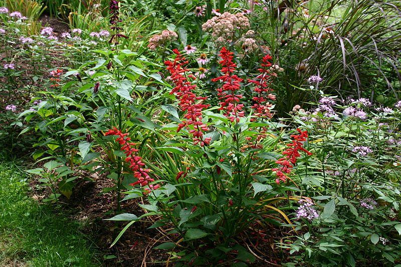 File:Salvia vanhouttei 001.JPG