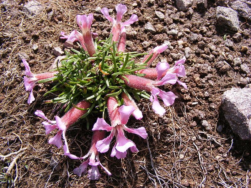 File:Saponaria pumila DSCF5048.JPG