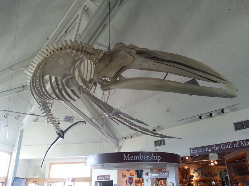 File:SeaSciCtrWhaleSkel01.jpg