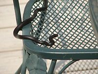 Black racers are not strangers to suburban yards.