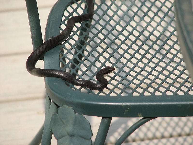 File:Snakechair.jpeg