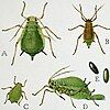 Life stages of the green apple aphid