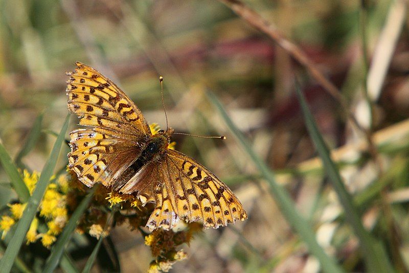 File:Speyeria edwardsii2.jpg