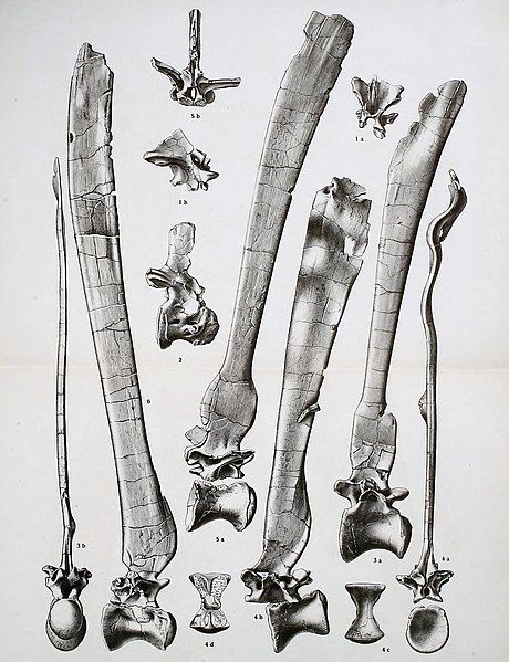 File:Spinosaurus vertebrae.jpg