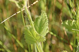 The leaves and stems. Note the hairs