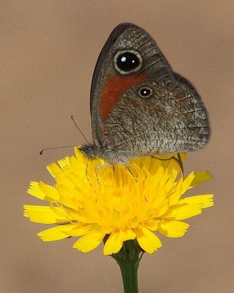 File:Stygionympha wichgrafi williami.JPG