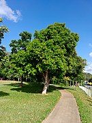 Park tree in Cairns