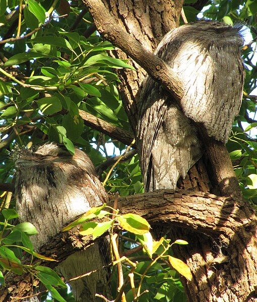 File:TawnyFrogmouthBirdsInAfternoonSun.jpg