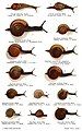 Illustration of 14 different land snail species