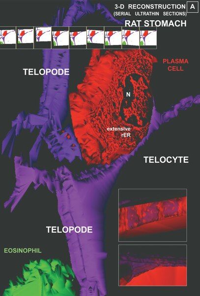 File:Telocytes-Fig 8.tif