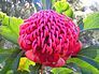 Waratah