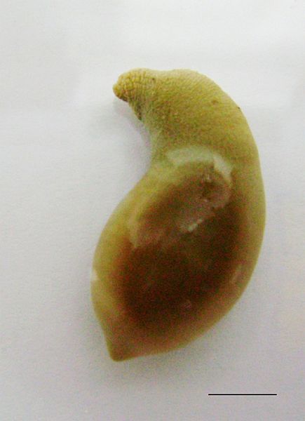 File:Themiste petricola, retracted.jpg