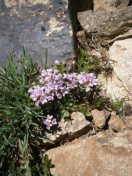 File:Thlaspi rotundifolium 2022.JPG