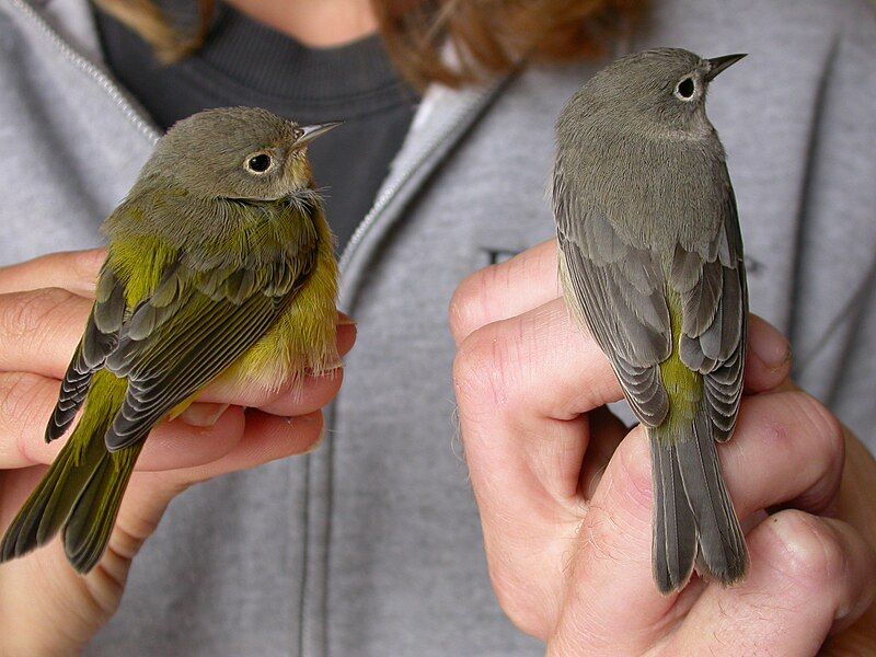 File:Two warblers farallones.jpg