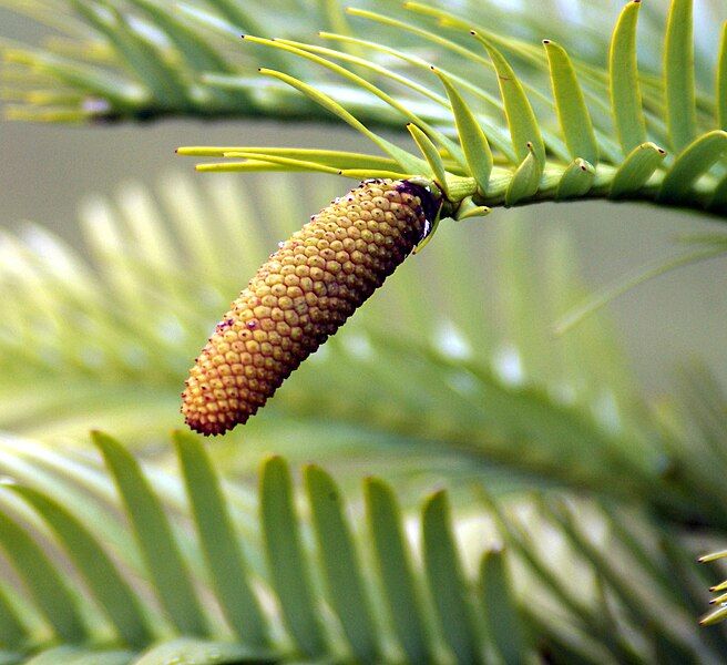 File:Wollemia nobilis cone.jpg