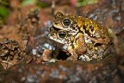 Image of Beduka amboli in amplexus