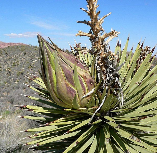 File:Yucca brevifolia bud.jpg