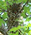 Bobcat in captivity, resting in Sweetgum.