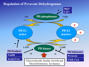 Regulation of Pyruvate Dehydrogenase