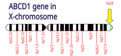 File:ABCD1-gene.svg