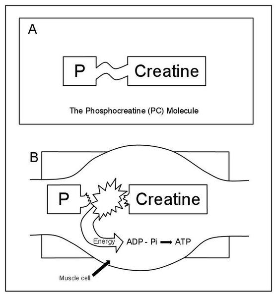 File:ATP-PC.jpg