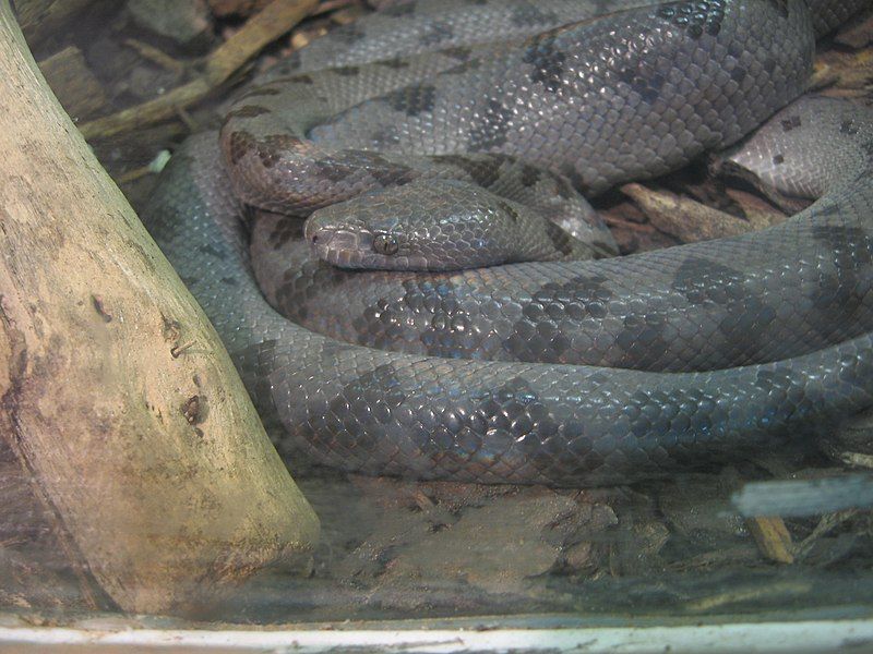 File:AbacoIsBoa.JPG