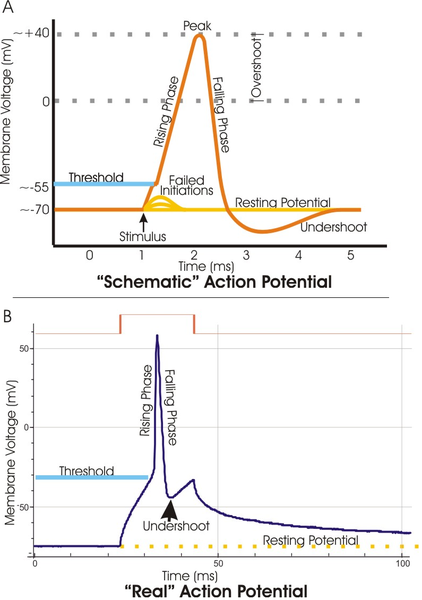 File:Action potential vert.png