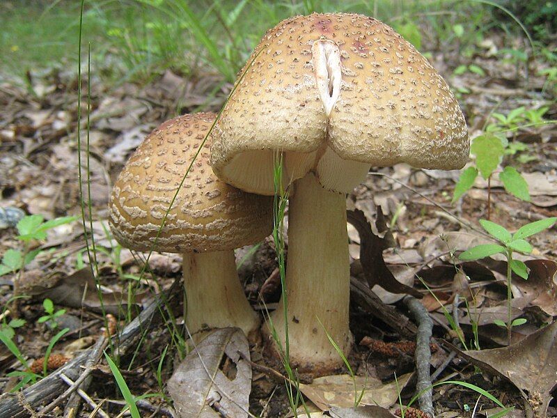 File:Amanita.Amerirubescens.001.jpg