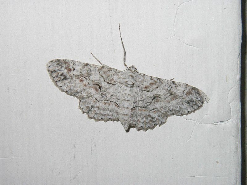 File:Anacamptodes defectaria.jpg