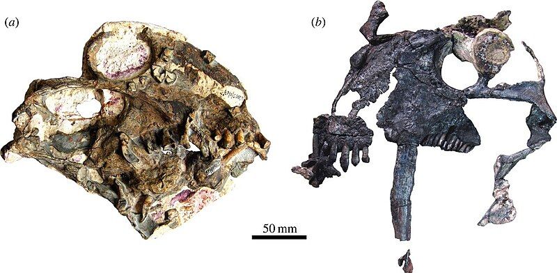 File:Anomocephalus and Tiarajudens.jpg