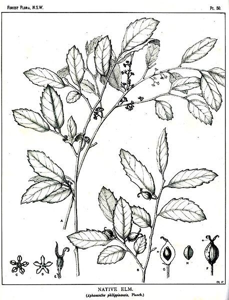 File:Aphananthe philippinensis00.jpg