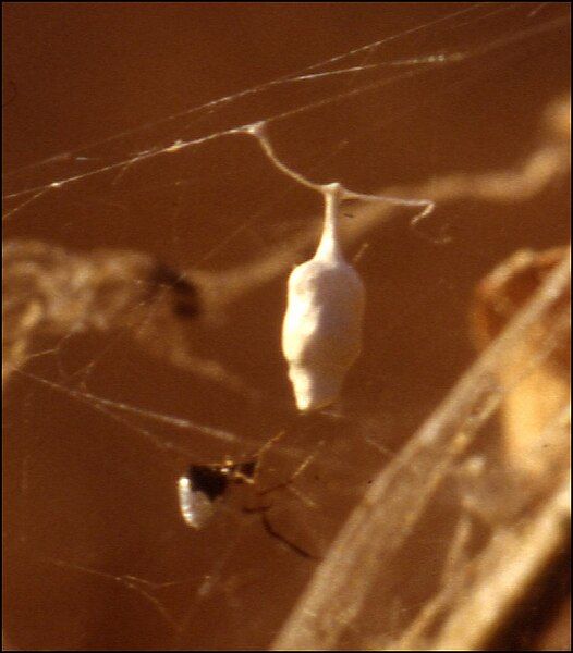 File:Argyrodes argentatus, cocon.jpg