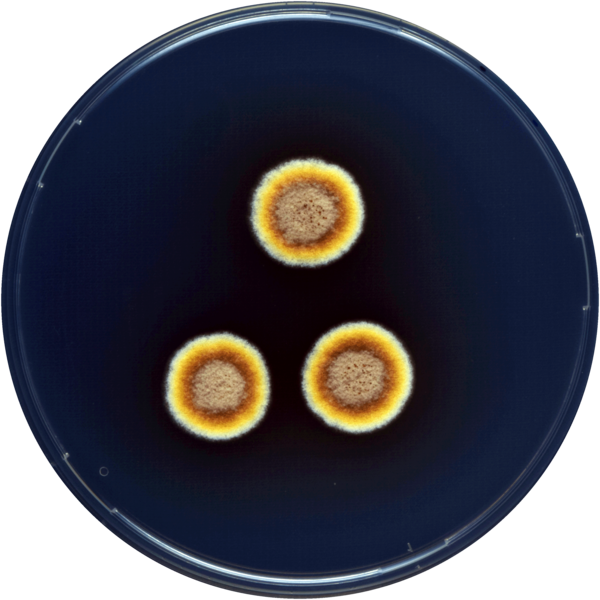 File:Aspergillus zutongqii cya.png